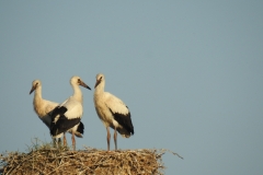 Störche in Ruthe