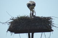 Störche in Ruthe